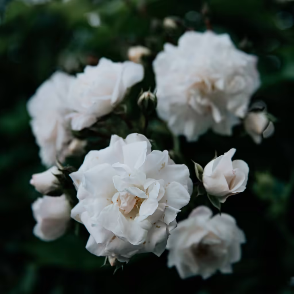 luzaan services header flowers